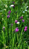 Gladiolus tenuis