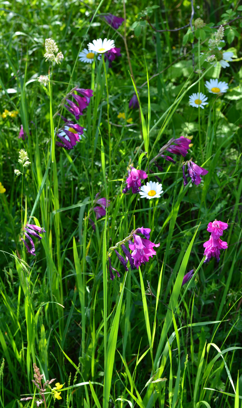 Image of Gladiolus tenuis specimen.