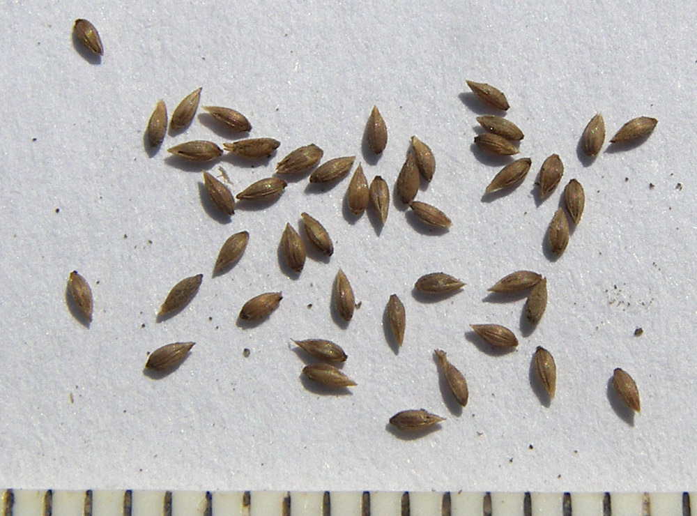 Image of Phleum paniculatum specimen.