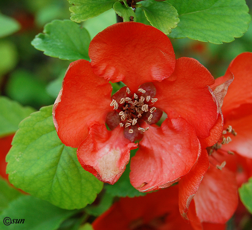 Image of Chaenomeles japonica specimen.