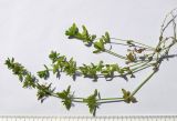 Cruciata coronata