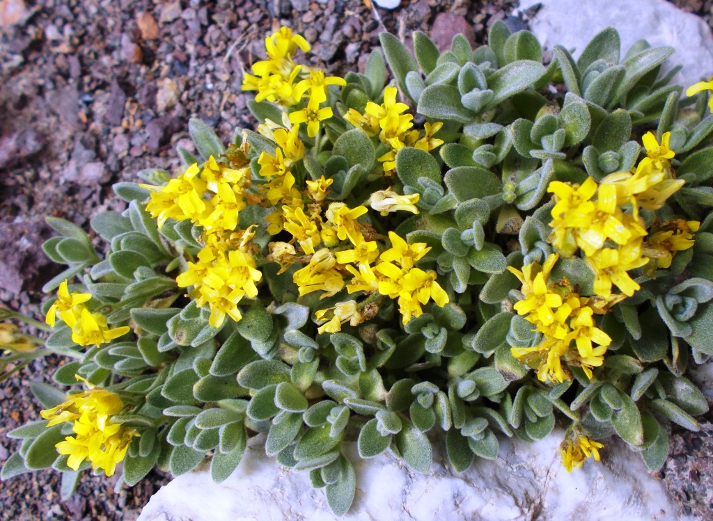 Image of genus Draba specimen.