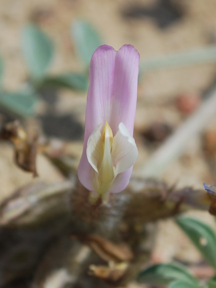 Image of Astragalus ferganensis specimen.