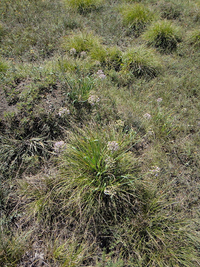 Image of Allium senescens specimen.