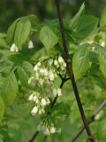 Staphylea trifolia