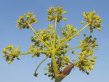 Peucedanum tauricum
