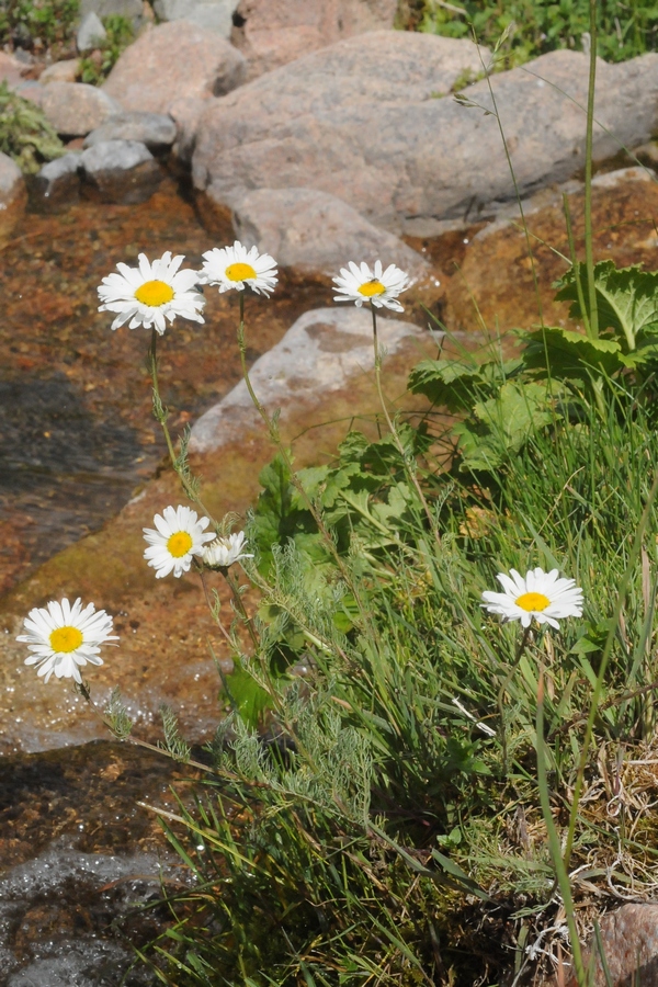 Изображение особи Tripleurospermum ambiguum.