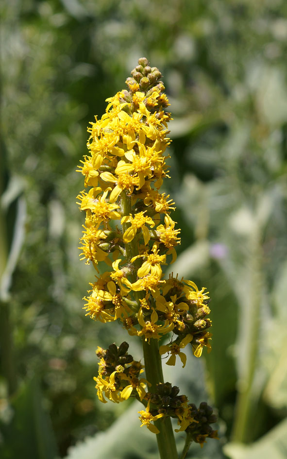 Image of Ligularia heterophylla specimen.