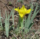 Iris humilis