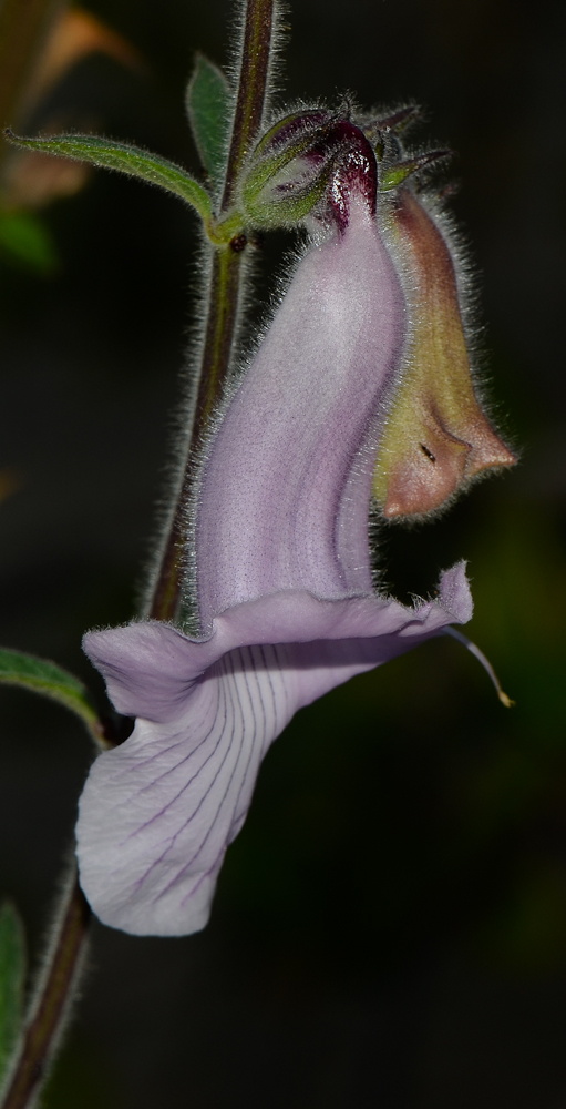 Изображение особи Ceratotheca triloba.