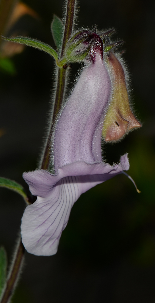 Изображение особи Ceratotheca triloba.