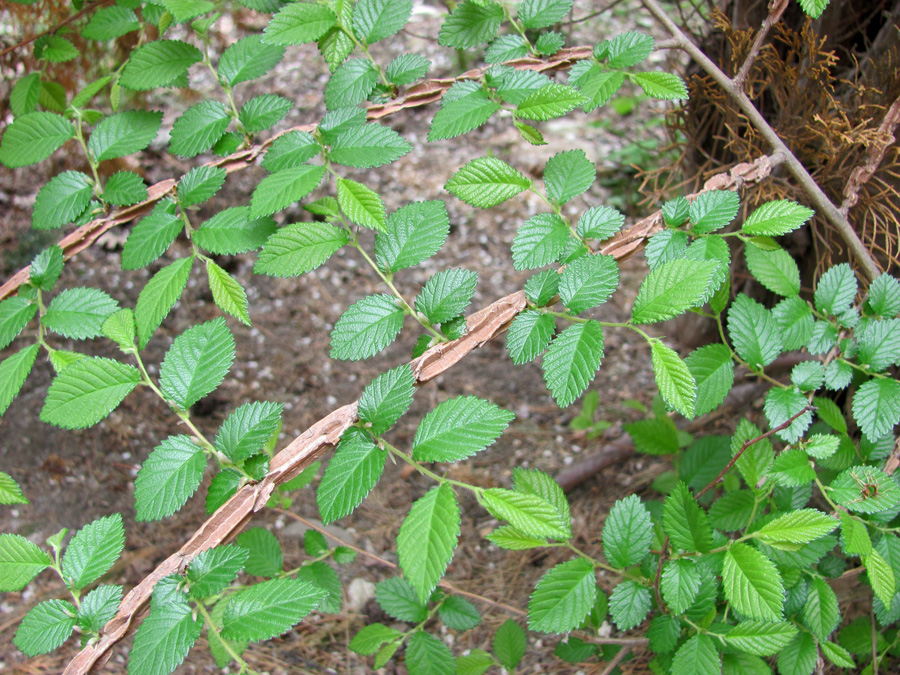 Image of Ulmus minor specimen.