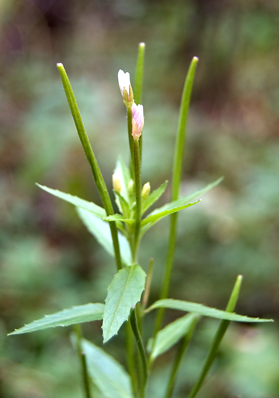 Изображение особи Epilobium adenocaulon.