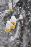 род Malus