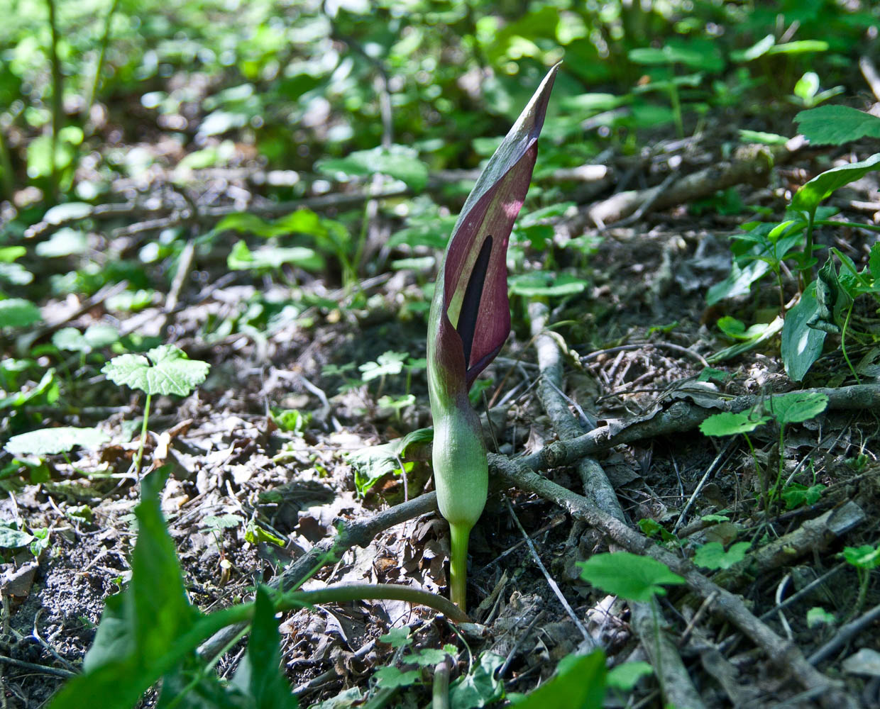 Изображение особи Arum elongatum.