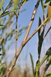 genus Salix