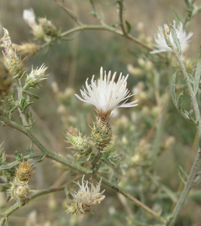 Image of Centaurea diffusa specimen.