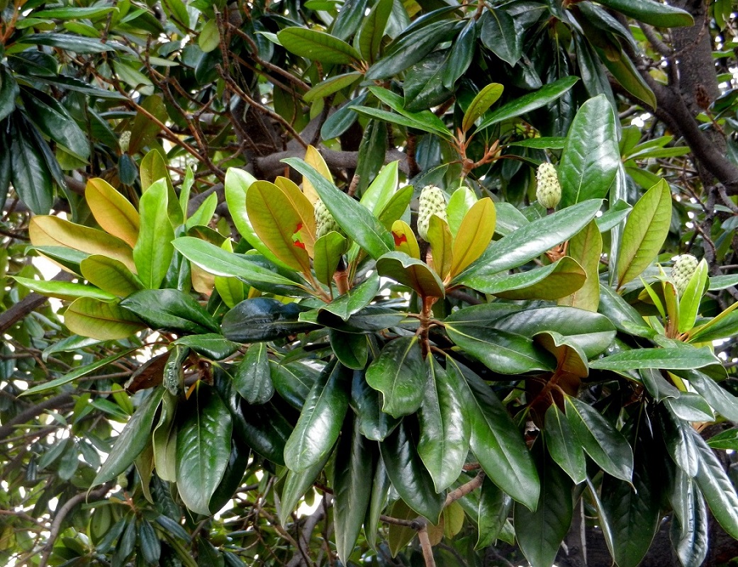 Image of Magnolia grandiflora specimen.