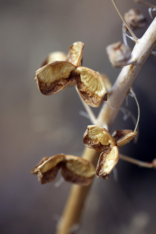 Image of Eremurus lactiflorus specimen.