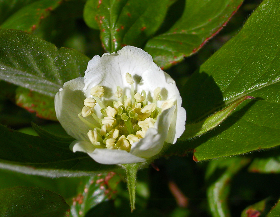Image of Mespilus germanica specimen.