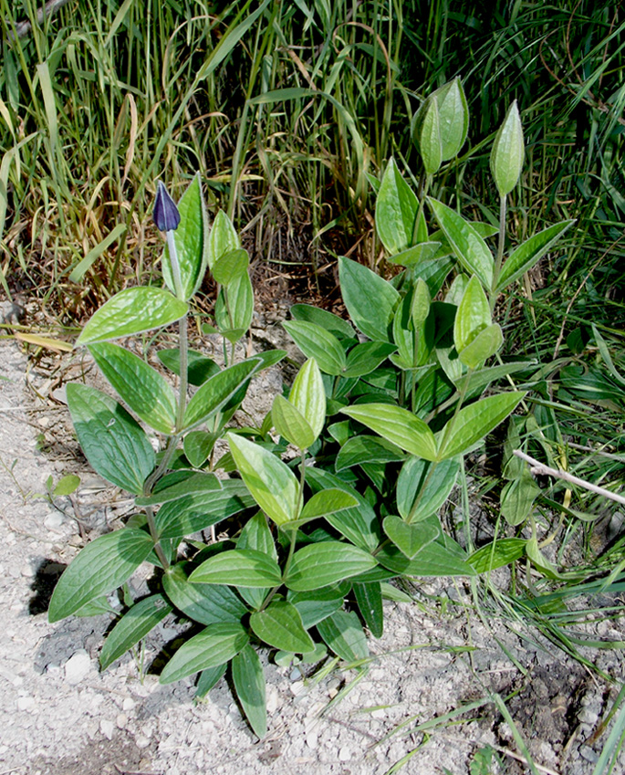 Изображение особи Clematis integrifolia.