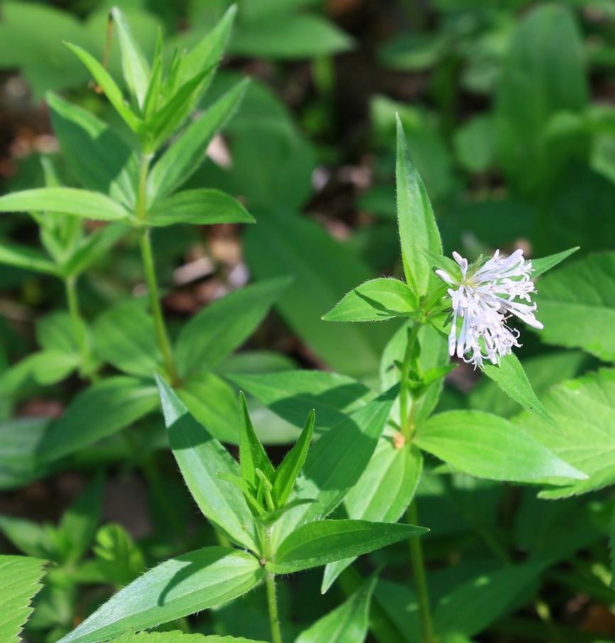 Image of Asperula caucasica specimen.