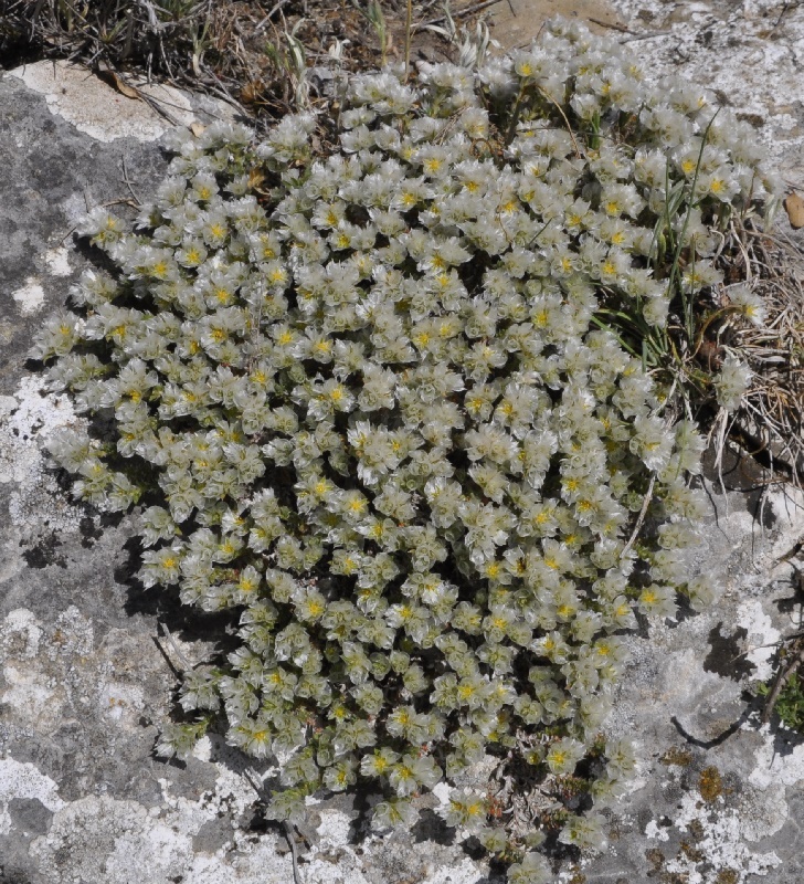 Изображение особи Paronychia cephalotes.