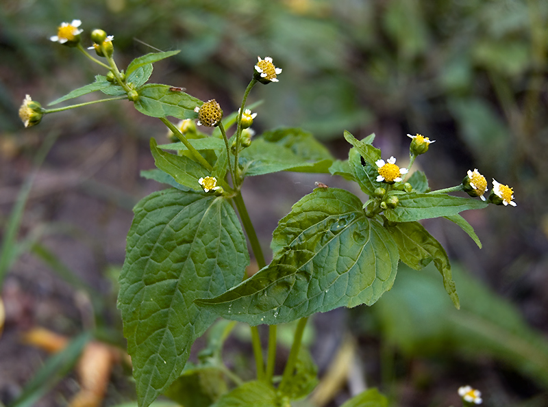 Изображение особи Galinsoga parviflora.