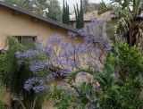 Jacaranda mimosifolia