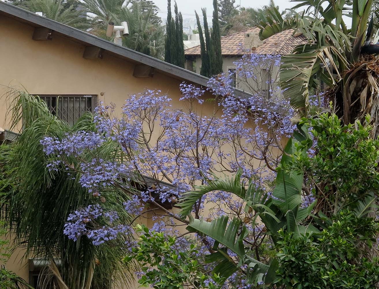 Image of Jacaranda mimosifolia specimen.