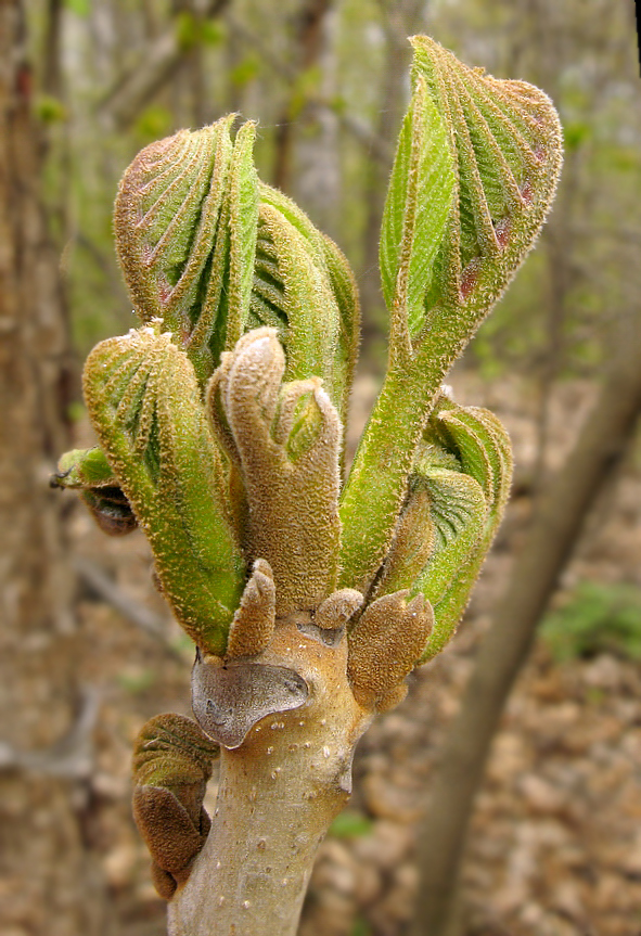 Image of Juglans mandshurica specimen.