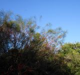 Hakea orthorrhyncha