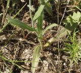 Image of taxon representative. Author is Тамара Риб