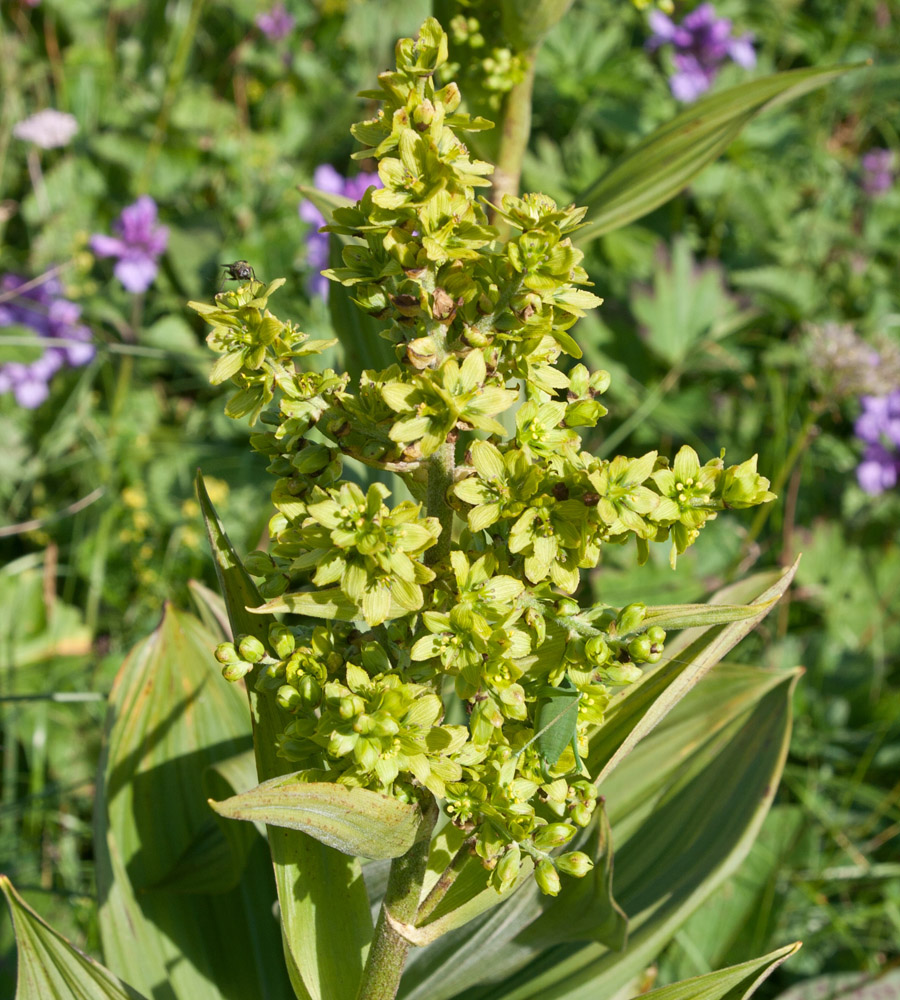 Изображение особи Veratrum lobelianum.