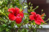 Hibiscus rosa-sinensis. Верхушки побегов с цветками и бутонами. Греция, о. Крит, Ретимно (Ρέθυμνο), городское озеленение. 30.04.2014.