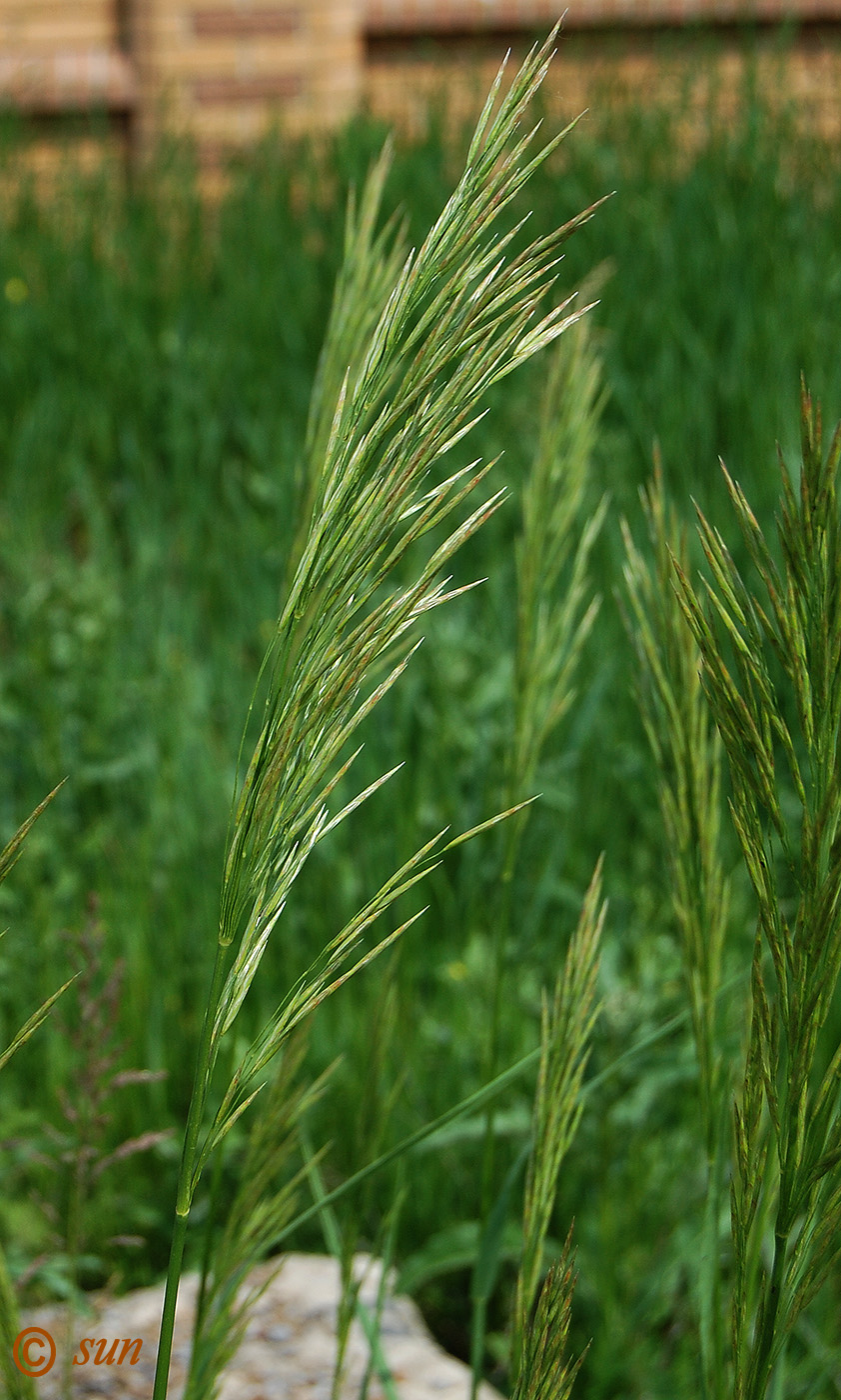 Изображение особи Bromopsis inermis.