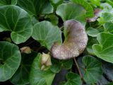 Calystegia soldanella