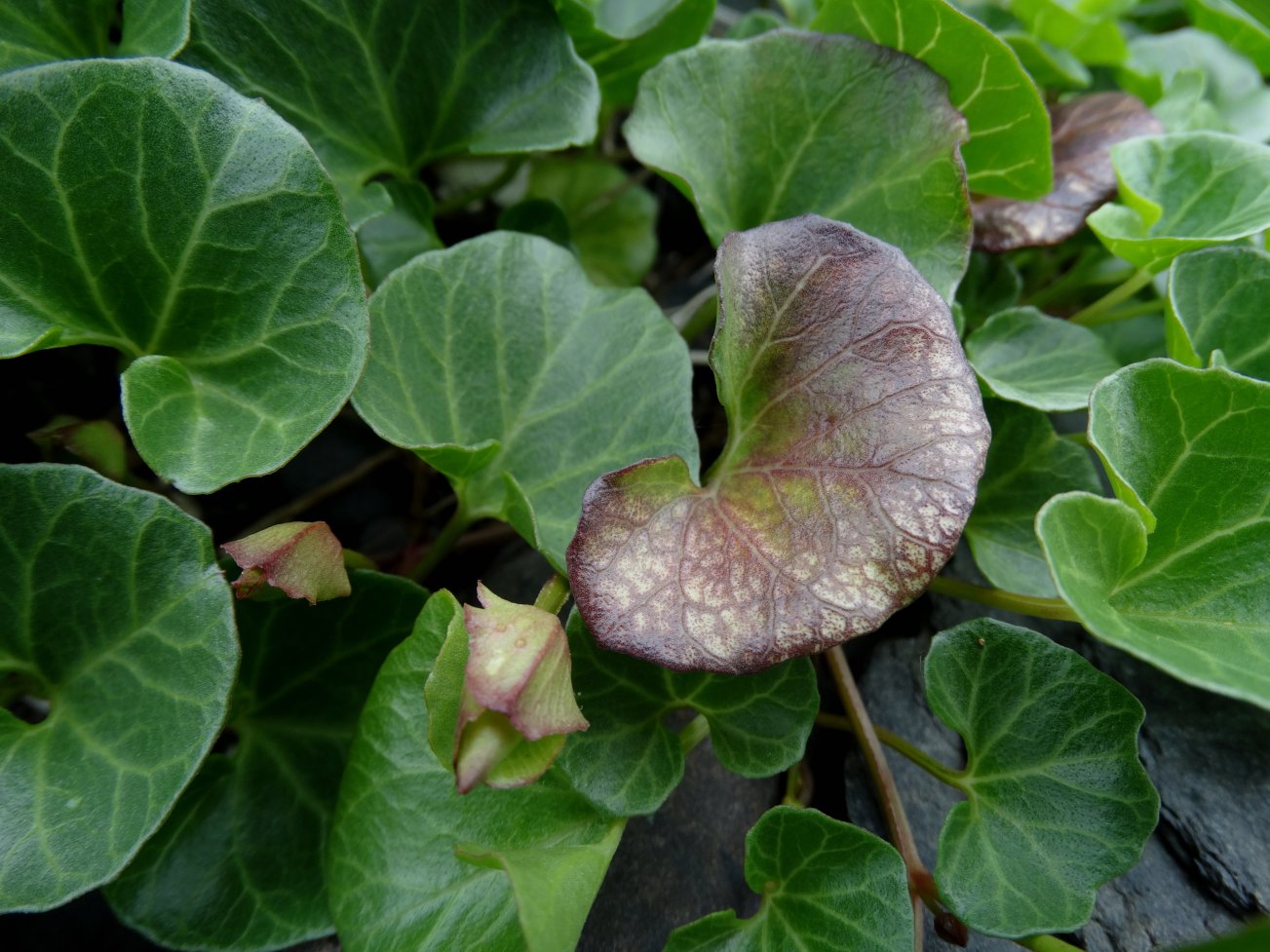 Изображение особи Calystegia soldanella.