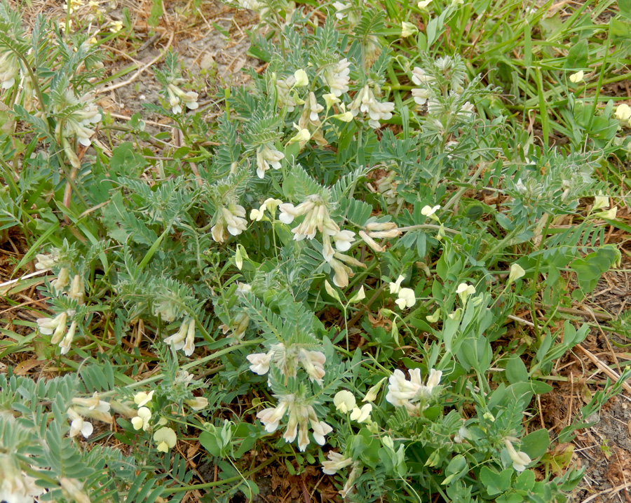 Изображение особи Vicia pannonica.