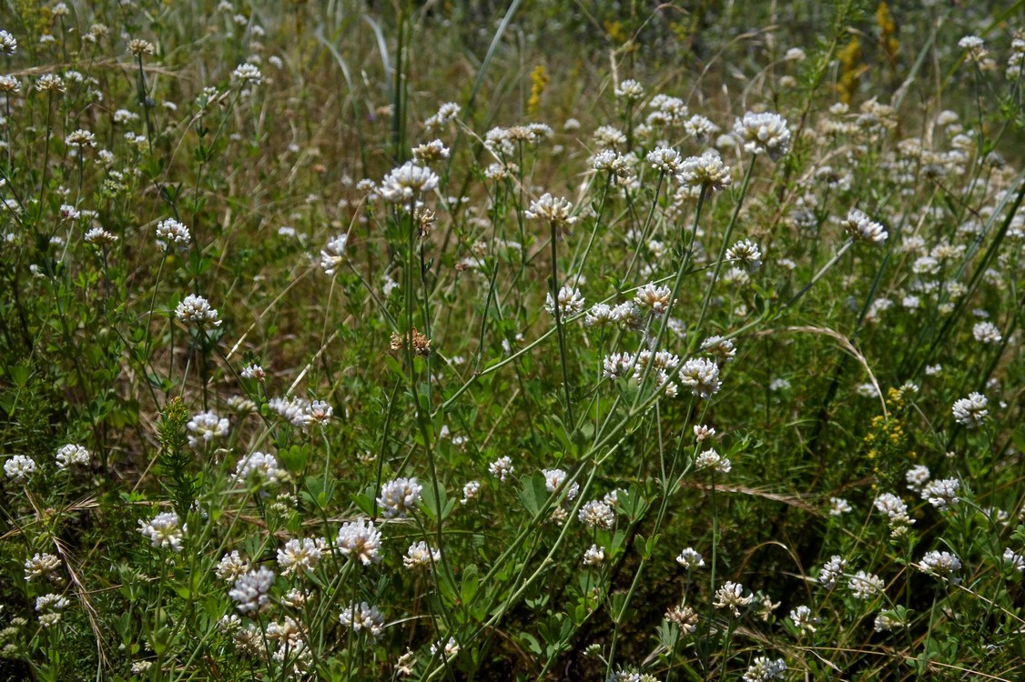 Image of Dorycnium herbaceum specimen.