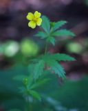 Potentilla erecta. Цветок. Пермский край, Оханский р-н, Тулумбаихинское сельское поселение, Кунчурихинский бор, обочина лесной дороги. 02.07.2016.