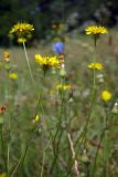 Crepis setosa