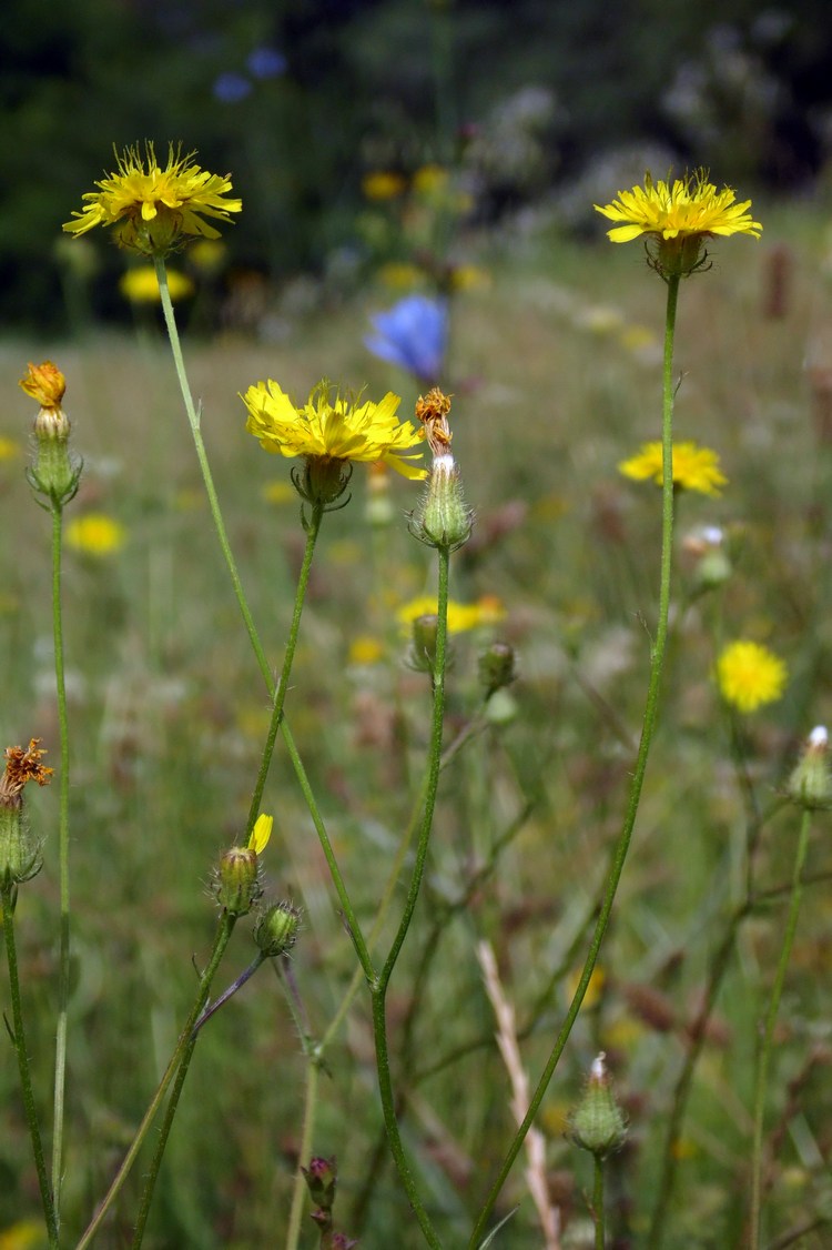 Изображение особи Crepis setosa.