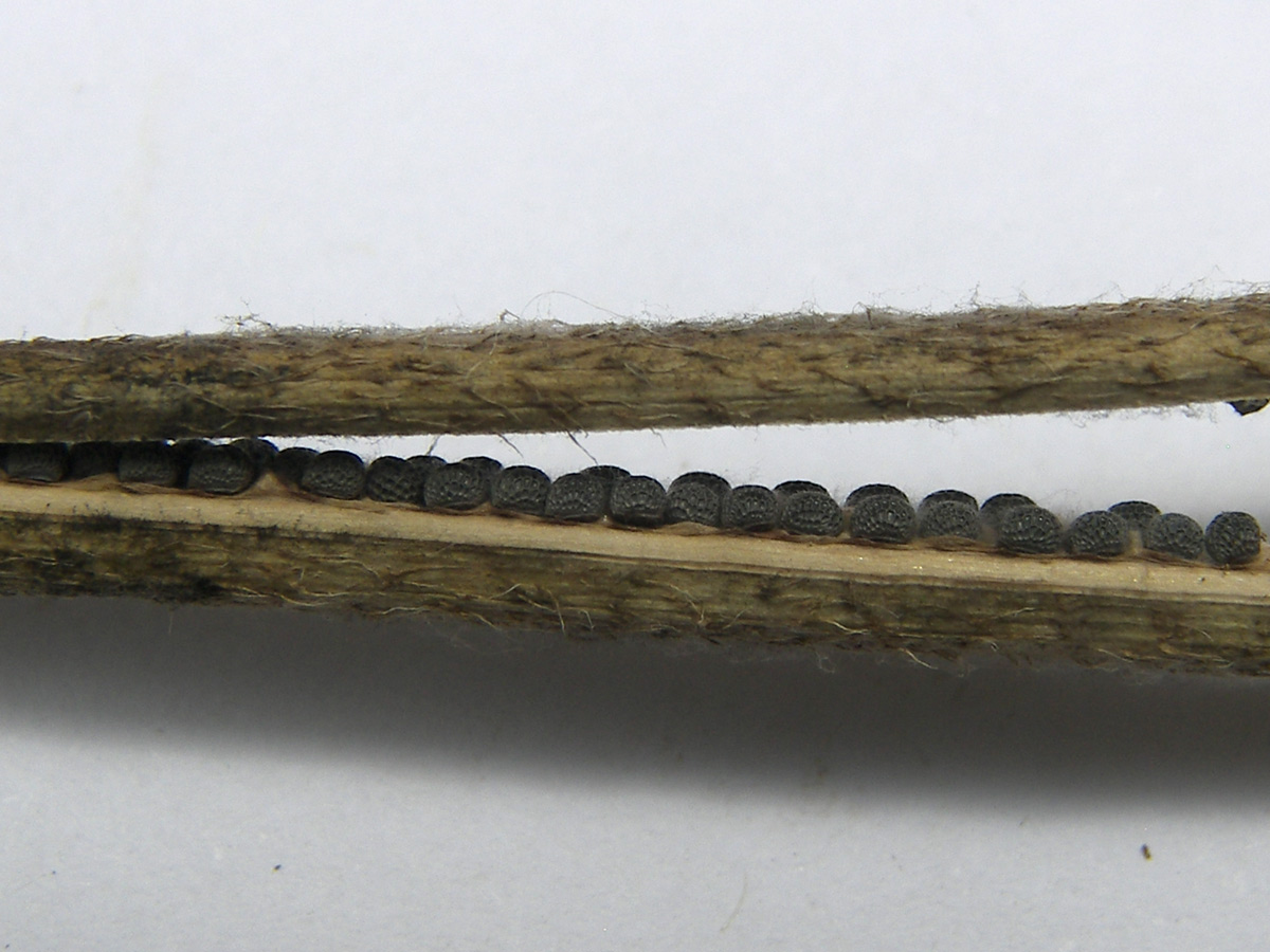Image of Glaucium corniculatum specimen.