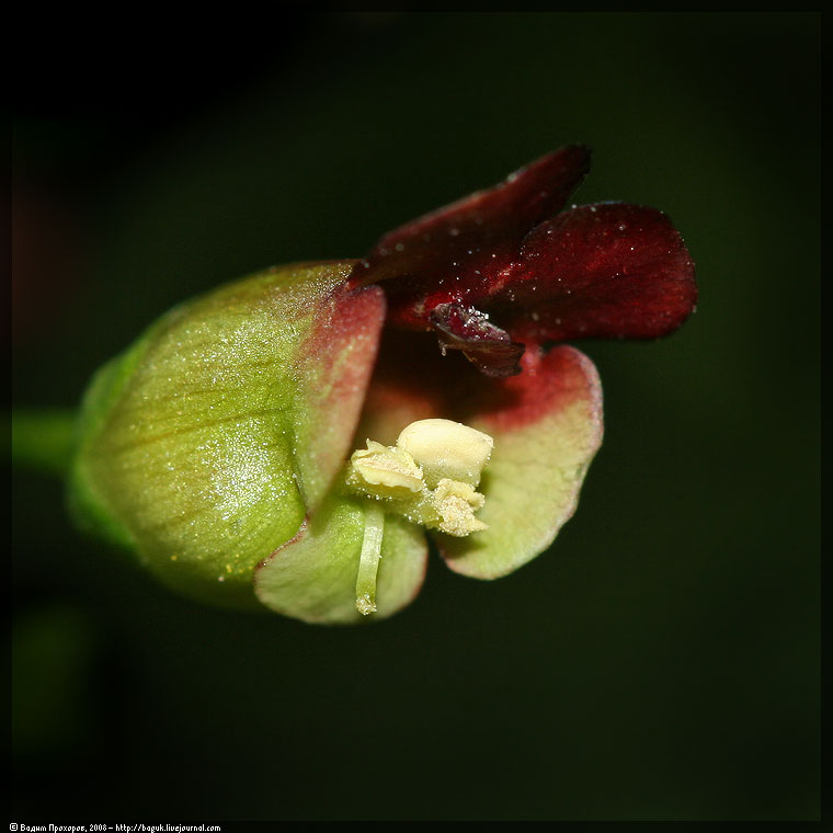 Изображение особи Scrophularia nodosa.