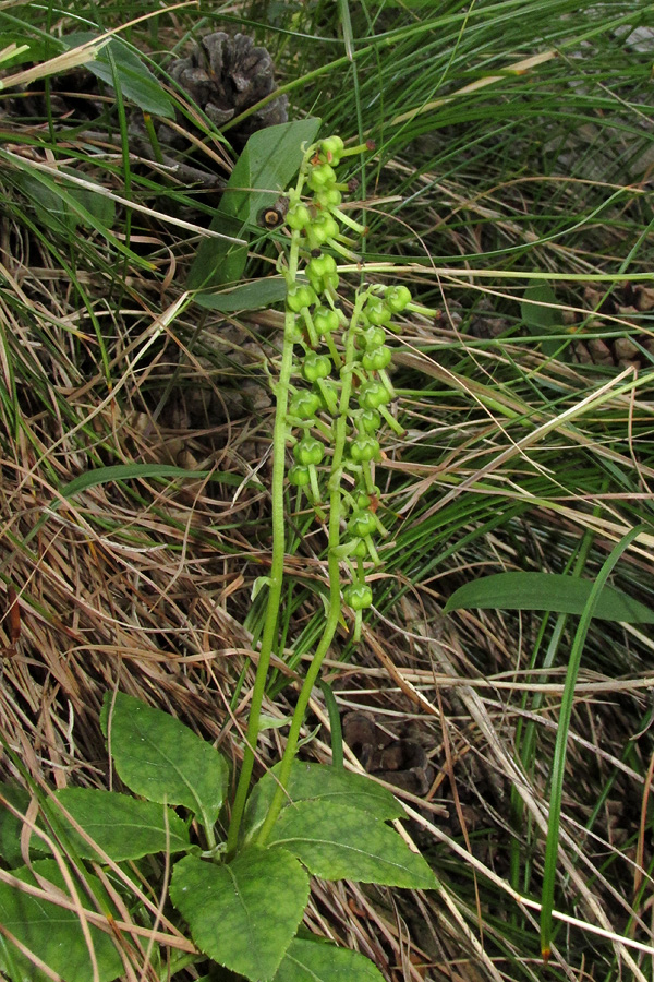 Image of Orthilia secunda specimen.