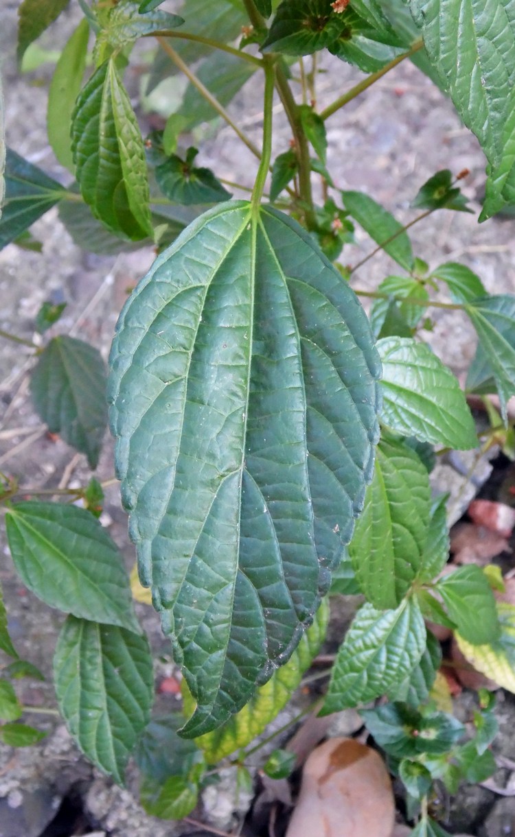 Image of Acalypha australis specimen.