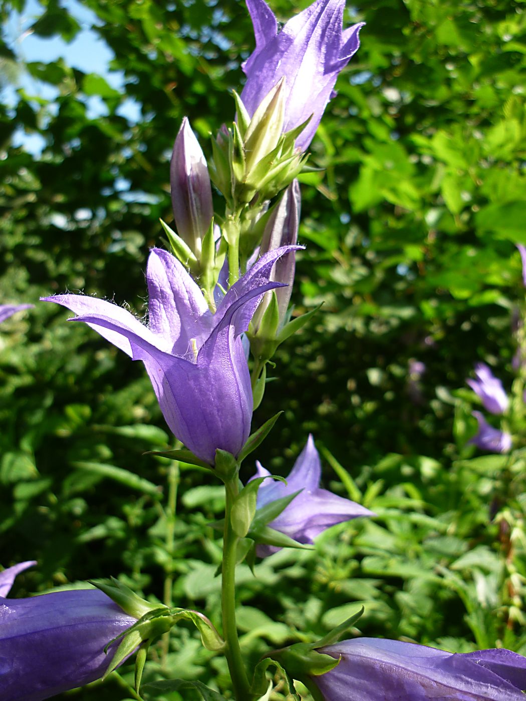 Image of Campanula latifolia specimen.