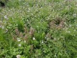 Pedicularis resupinata