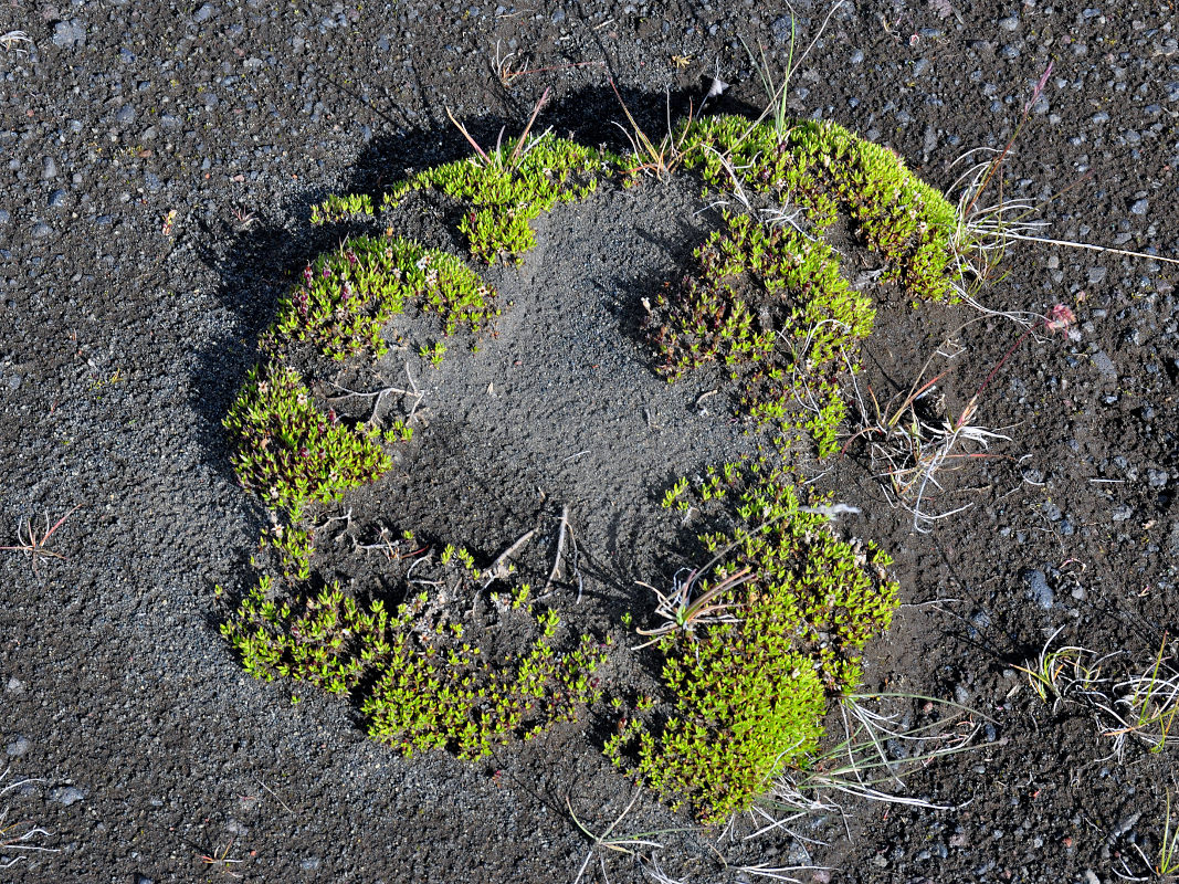 Image of Silene acaulis specimen.